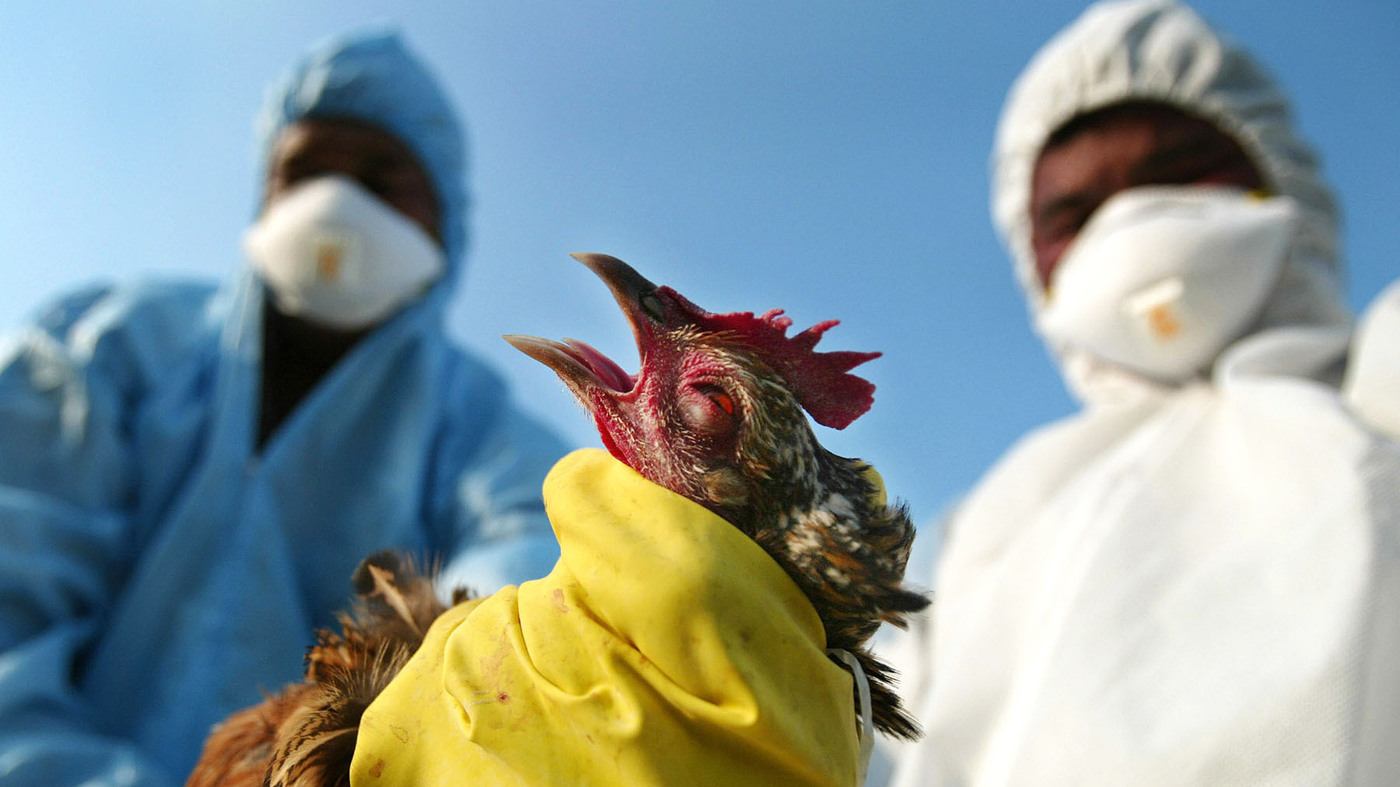 2 Kasus flu burung terjadi di Cirebon, kenali gejala-gejalanya yuk