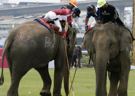 30 Gajah berbobot lima ton bakal ikut kejuaraan polo, emang bisa lari?