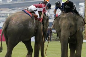 30 Gajah berbobot lima ton bakal ikut kejuaraan polo, emang bisa lari?
