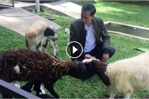 Jokowi cerita kelahiran anak kambing via vlog, tampak lucu-lucu