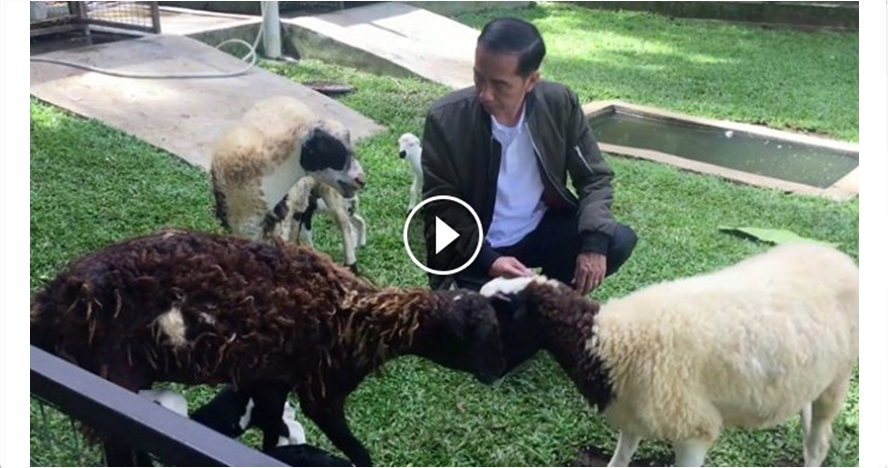 Jokowi cerita kelahiran anak kambing via vlog, tampak lucu-lucu