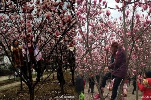 Tak cuma di Indonesia, ini 8 aksi nekat di China demi foto medsos