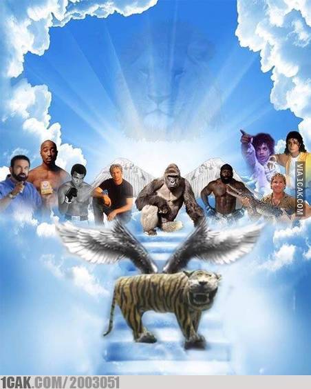 Patung harimau dirobohkan, 15 meme ini siap hibur kamu yang sedih