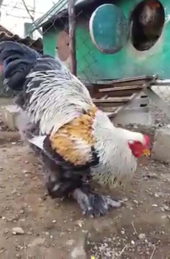 Nggak main-main, ayam ini punya berat hingga 8 kg