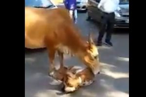 Video 'hewan atau manusia ibu tetaplah ibu' ini menyentuh banget