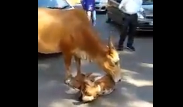 Video 'hewan atau manusia ibu tetaplah ibu' ini menyentuh banget