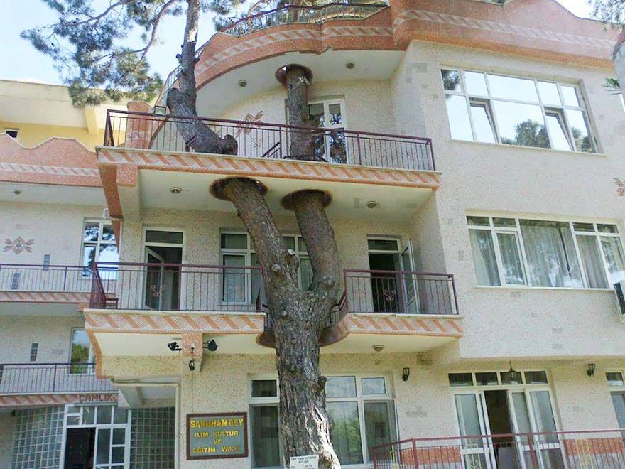 Tak perlu ditebang, 10 rumah berisi pohon ini bisa jadi inspirasi
