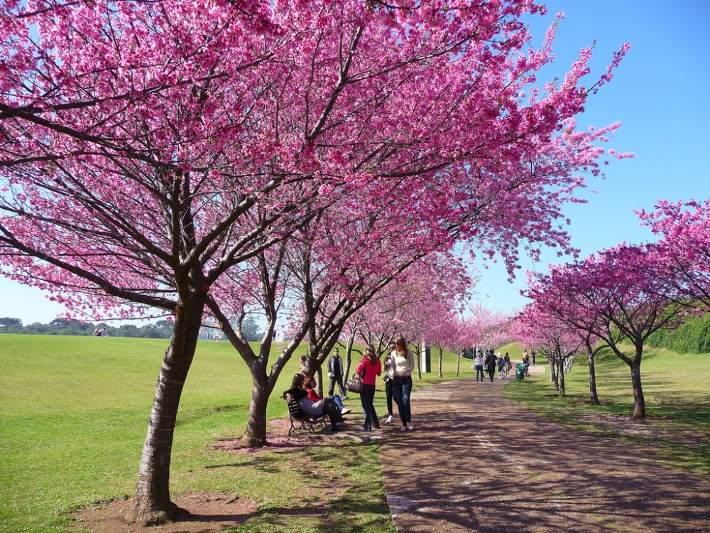 Selain Jepang Ini 14 Tempat Terbaik Untuk Melihat Bunga Sakura M