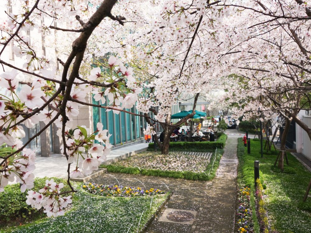 Selain Jepang, ini 14 tempat terbaik untuk melihat bunga sakura mekar