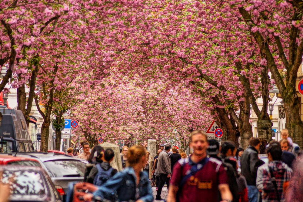 Selain Jepang, ini 14 tempat terbaik untuk melihat bunga sakura mekar