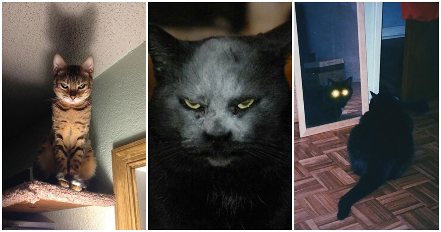 Nggak mesti lucu, ini 18 potret seram wajah kucing yang bikin bergidik
