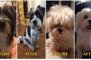 18 Foto hewan sebelum & sesudah potong rambut, lebih ngegemesin mana?