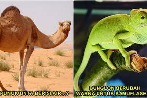 Awas ketipu, 7 fakta tentang hewan ini ternyata cuma mitos lho