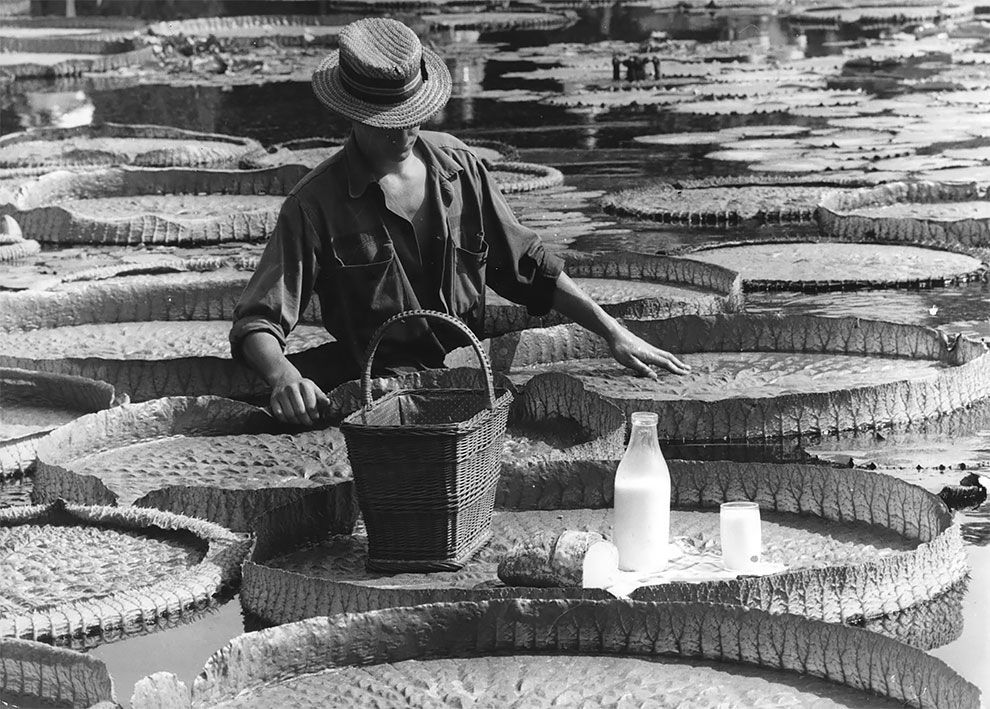 15 Foto jadul tanaman berukuran raksasa ini bikin melongo