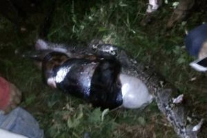 Sehari tak pulang, jasad pria asal Mamuju ditemukan di perut ular