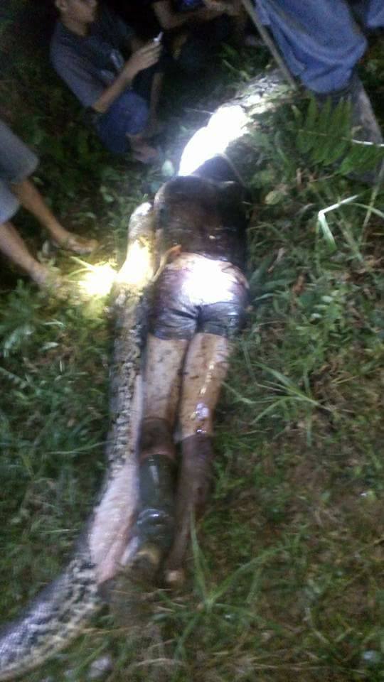 Sehari tak pulang, jasad pria asal Mamuju ditemukan di perut ular