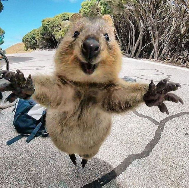12 Foto lucunya Quokka, binatang yang disebut paling bahagia di dunia