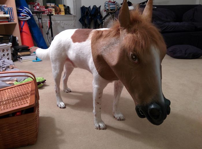 18 Potret ketika hewan diisengin pemiliknya, bikin tersenyum lebar