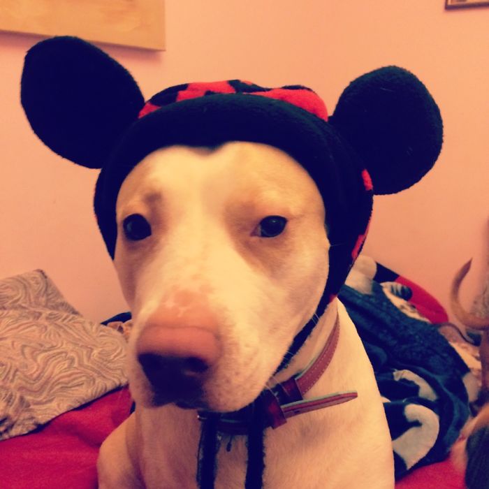 18 Potret ketika hewan diisengin pemiliknya, bikin tersenyum lebar