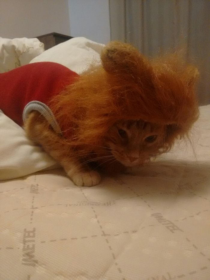 18 Potret ketika hewan diisengin pemiliknya, bikin tersenyum lebar