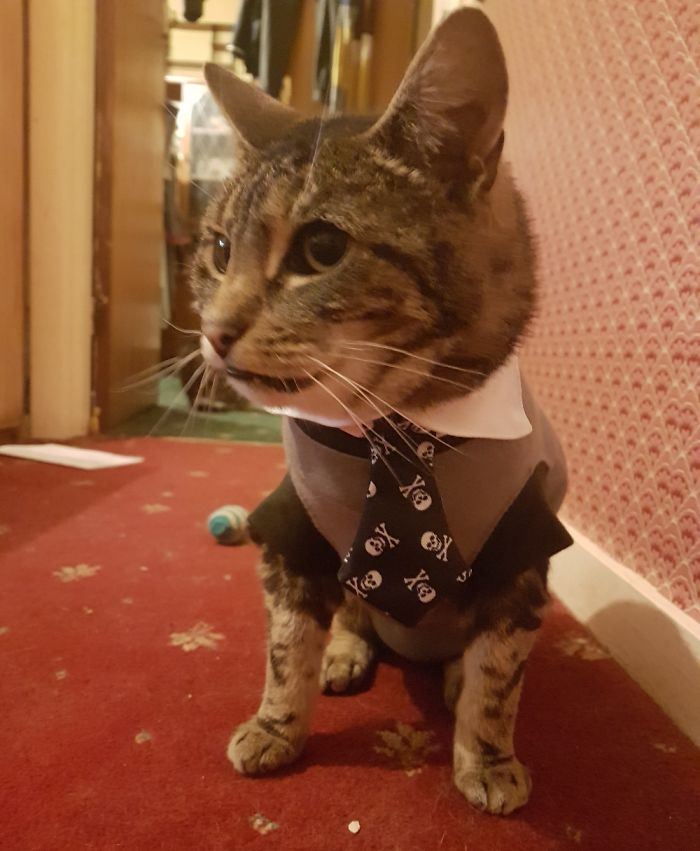 18 Potret ketika hewan diisengin pemiliknya, bikin tersenyum lebar