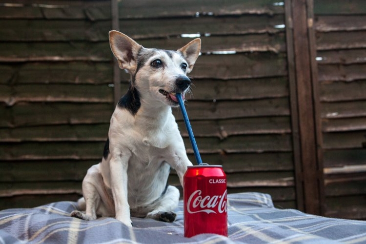 Kasihan, anjing ini kehilangan 12 gigi gara-gara minum soda tiap hari