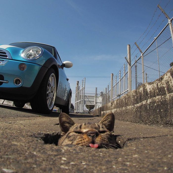 10 Potret lucu kucing liar main di lubang drainase, mirip Whack A Mole