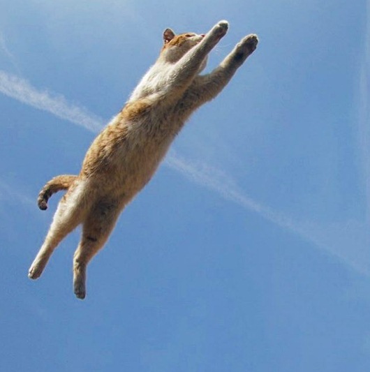 10 Potret lucu kucing liar main di lubang drainase, mirip Whack A Mole