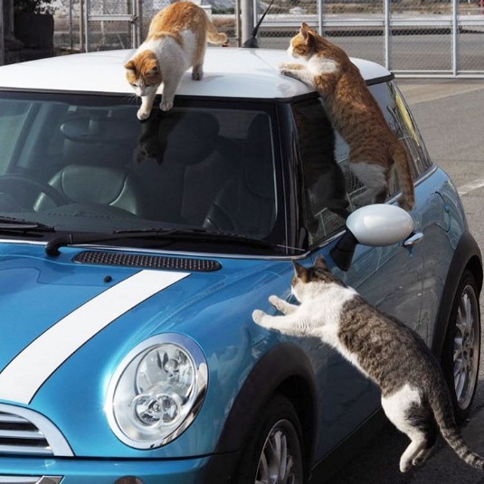 10 Potret lucu kucing liar main di lubang drainase, mirip Whack A Mole