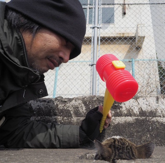 10 Potret lucu kucing liar main di lubang drainase, mirip Whack A Mole