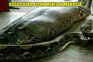3 Kasus ular piton memangsa manusia, ngeri banget