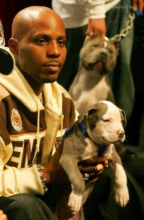 Gara-gara hewan peliharaan, 6 seleb ini tuai kritikan