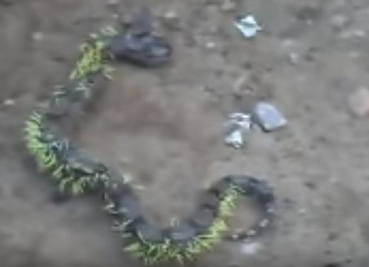 Memangsa landak, ular berukuran besar ini justru bernasib nahas