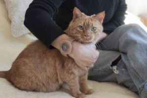 Unik, jam tangan ini dibuat khusus untuk para pecinta hewan