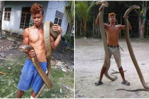 Bikin merinding, pria ini perlakukan raja kobra seperti sahabat