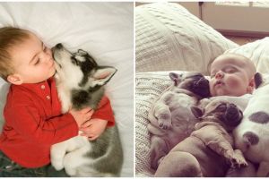 18 Potret menggemaskan hewan & bayi saat tidur bareng, nyenyak banget