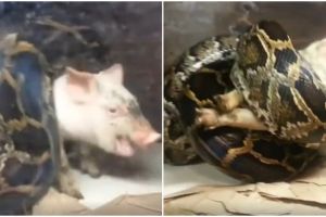 Memberi makan ular piton dengan babi hidup, keluarga ini dikecam