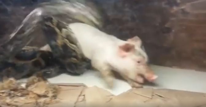 Memberi makan ular piton dengan babi hidup, keluarga ini dikecam