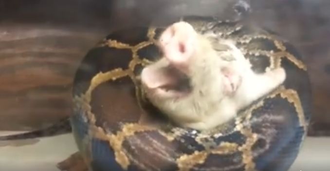 Memberi makan ular piton dengan babi hidup, keluarga ini dikecam