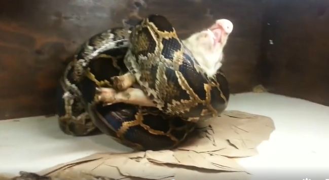 Memberi makan ular piton dengan babi hidup, keluarga ini dikecam