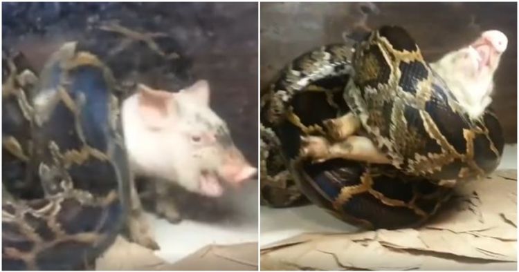 Memberi Makan Ular Piton Dengan Babi Hidup Keluarga Ini Dikecam