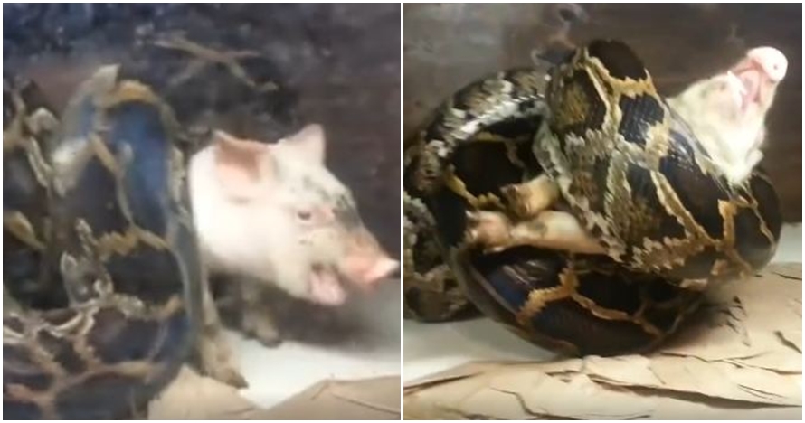 Memberi makan ular piton dengan babi hidup, keluarga ini dikecam