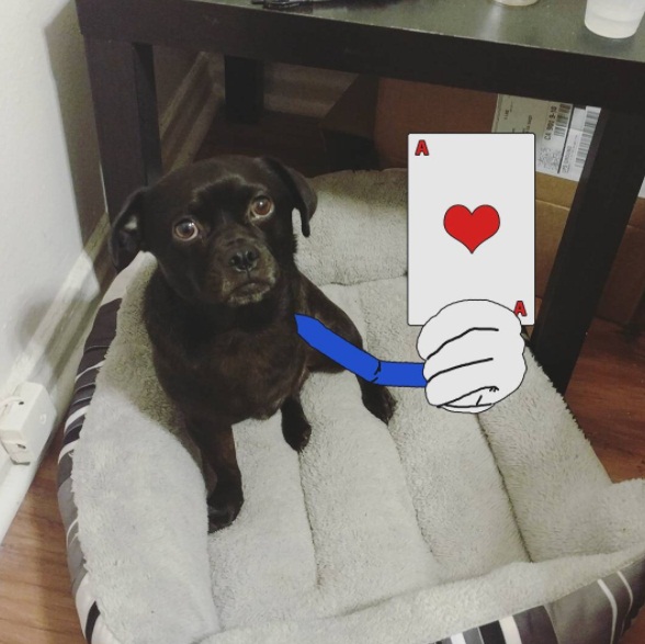 Bentuk kasih sayang pemilik anjing berkaki tiga ini bikin haru