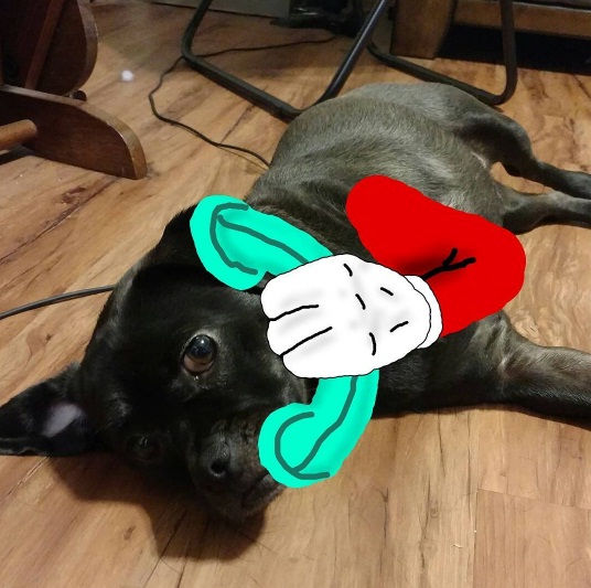 Bentuk kasih sayang pemilik anjing berkaki tiga ini bikin haru