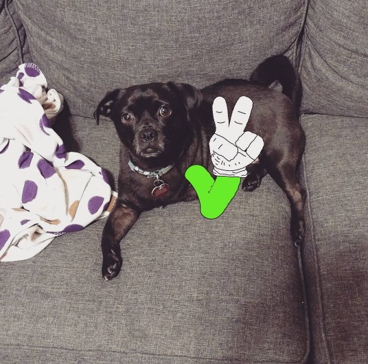 Bentuk kasih sayang pemilik anjing berkaki tiga ini bikin haru