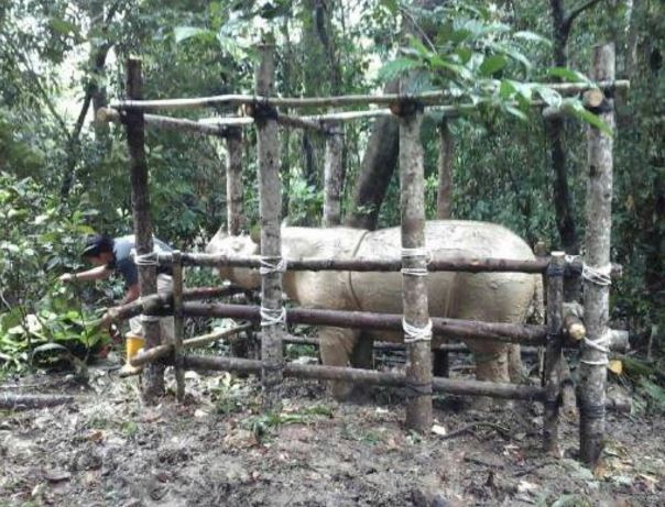 Kondisi badak Sumatera ini miris banget, rahangnya sampai nanahan
