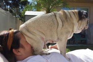 Tingkah polos 20 hewan ini ngeselin, mau marah tapi malah bikin ketawa