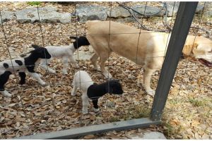 5 Potret anak domba nginduk pada anjing ini bikin gemas sekaligus haru