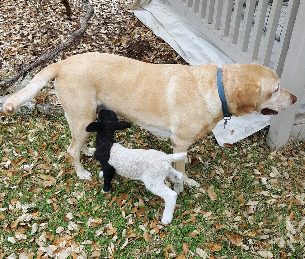 5 Potret anak domba nginduk pada anjing ini bikin gemas sekaligus haru