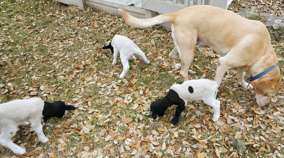 5 Potret anak domba nginduk pada anjing ini bikin gemas sekaligus haru